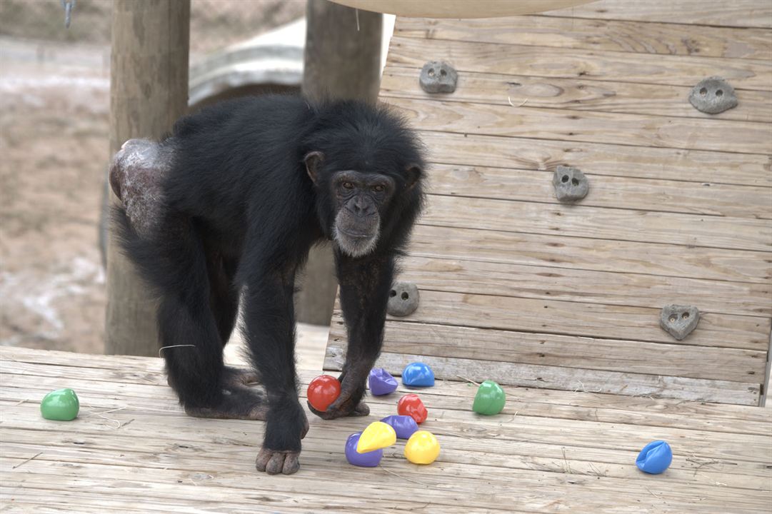 A Vida Secreta dos Chimpanzés : Fotos