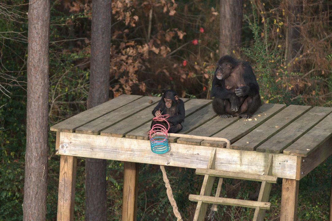 A Vida Secreta dos Chimpanzés : Fotos