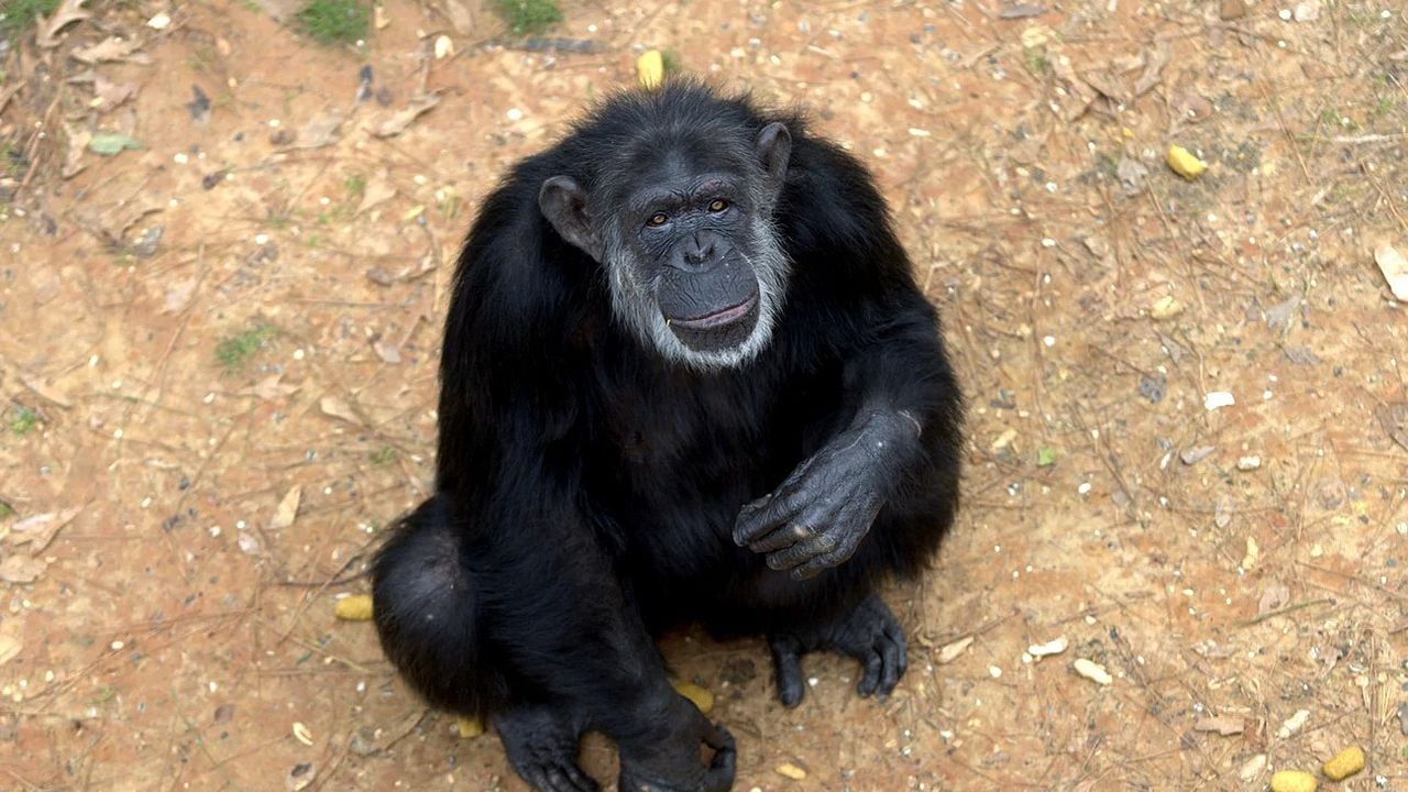 A Vida Secreta dos Chimpanzés : Fotos