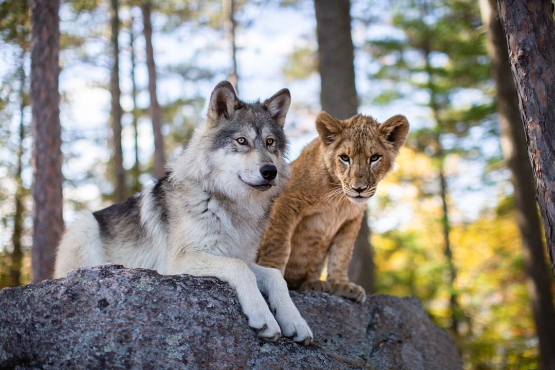 O Lobo e o Leão : Fotos