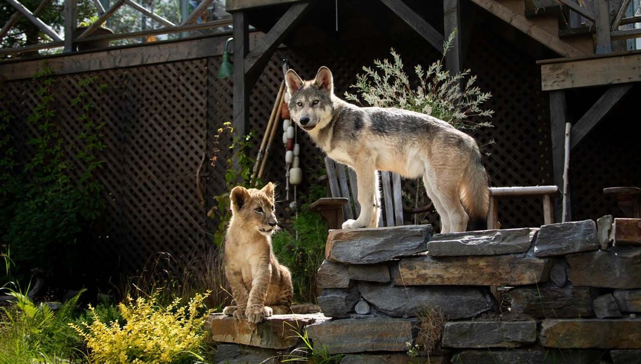 O Lobo e o Leão : Fotos