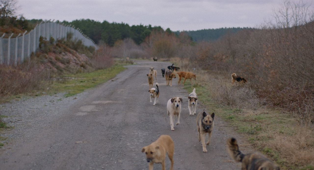 Vida de Cão : Fotos