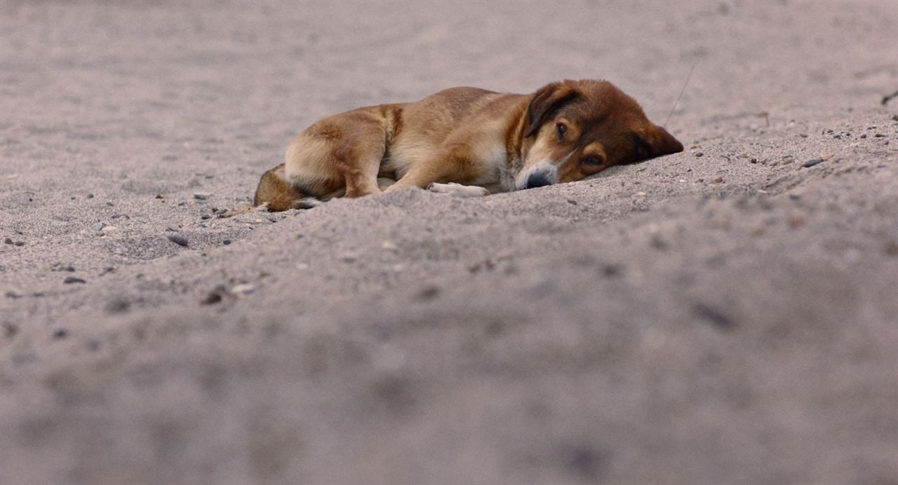 Vida de Cão : Fotos