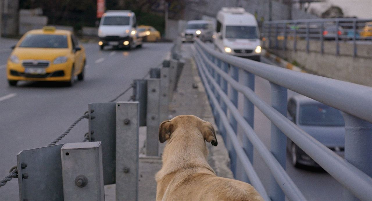 Vida de Cão : Fotos