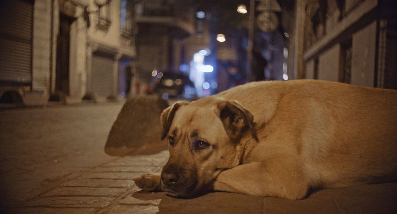 Vida de Cão : Fotos