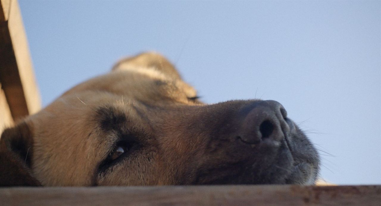 Vida de Cão : Fotos