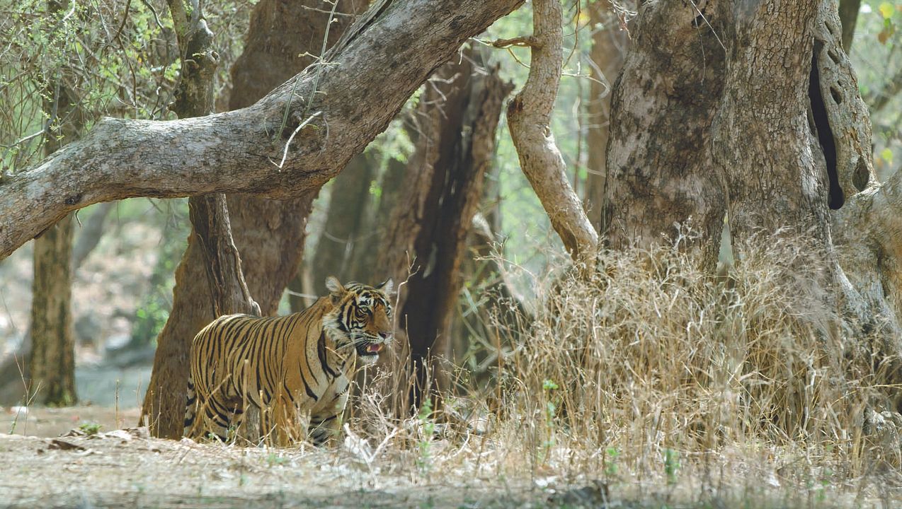 A Vida em Cores com David Attenborough : Fotos