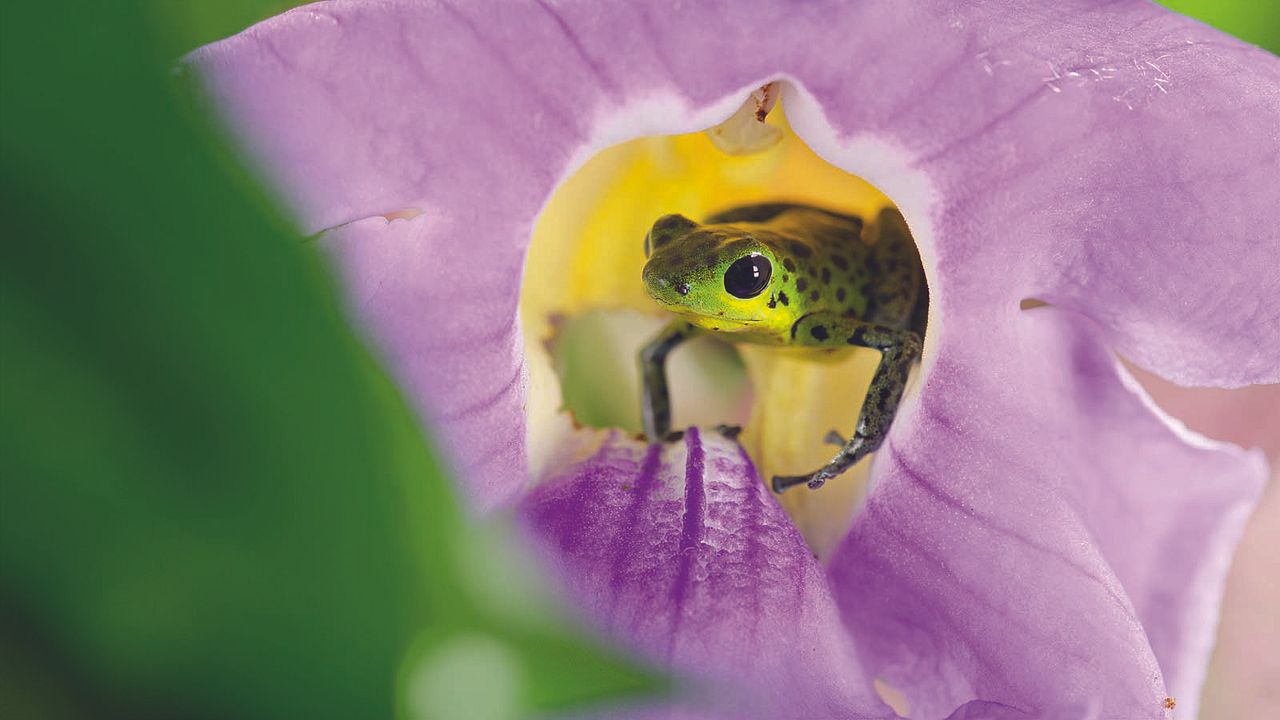 A Vida em Cores com David Attenborough : Fotos