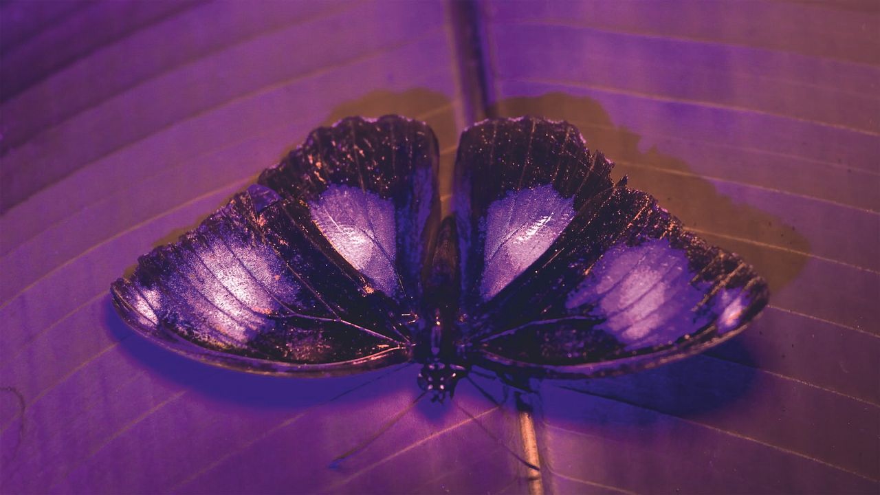 A Vida em Cores com David Attenborough : Fotos