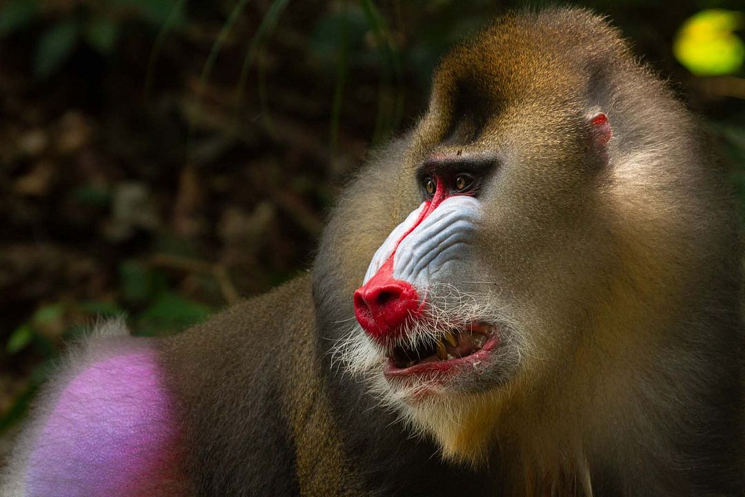 A Vida em Cores com David Attenborough : Fotos