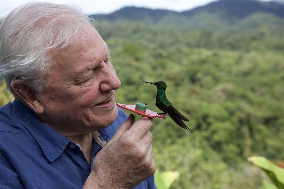A Vida em Cores com David Attenborough : Fotos
