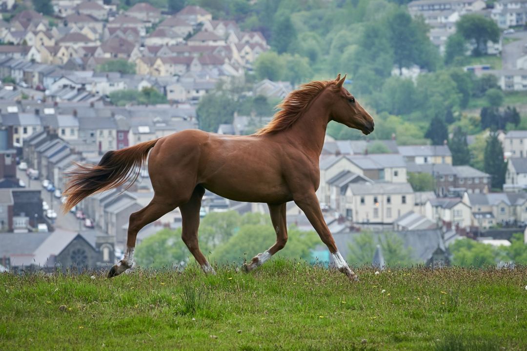 O Cavalo dos Meus Sonhos : Fotos