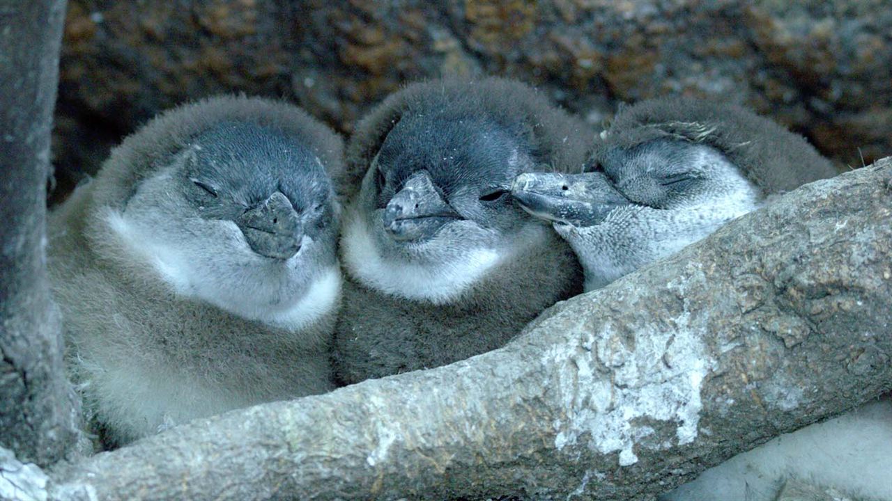 Cidade dos Pinguins : Fotos