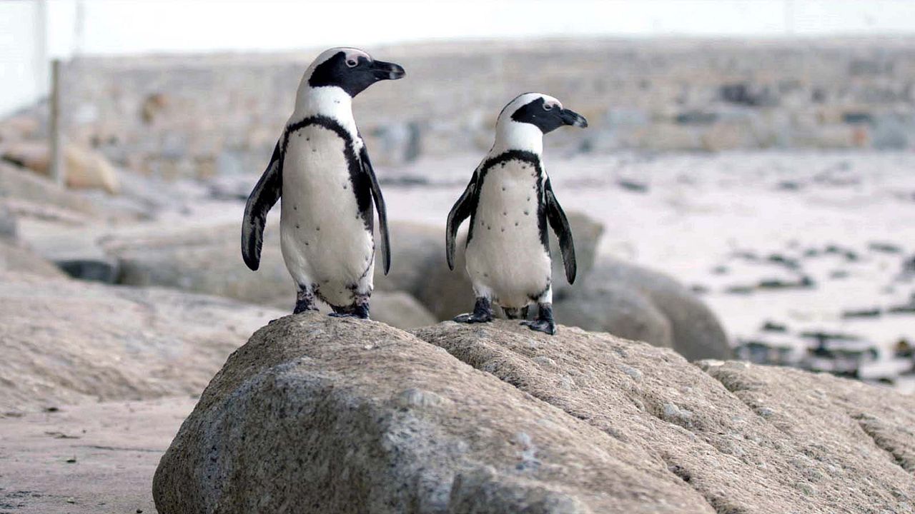 Cidade dos Pinguins : Fotos