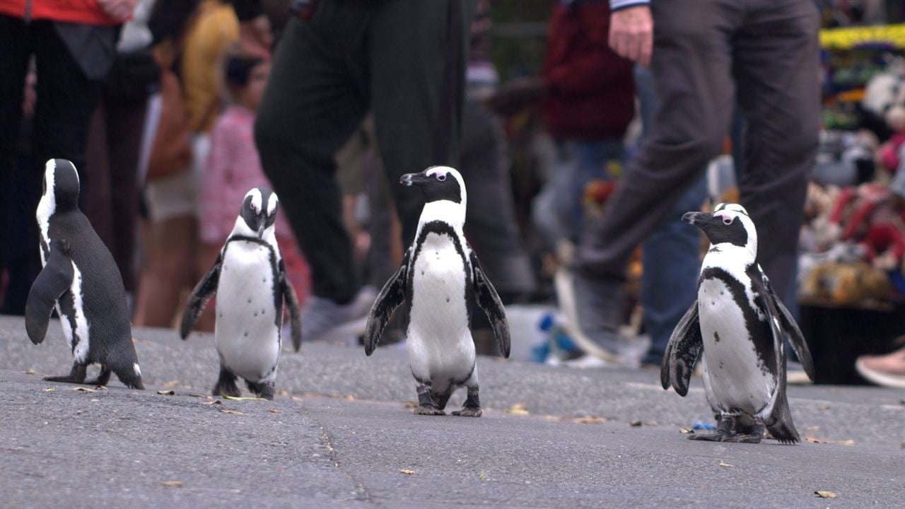Cidade dos Pinguins : Fotos