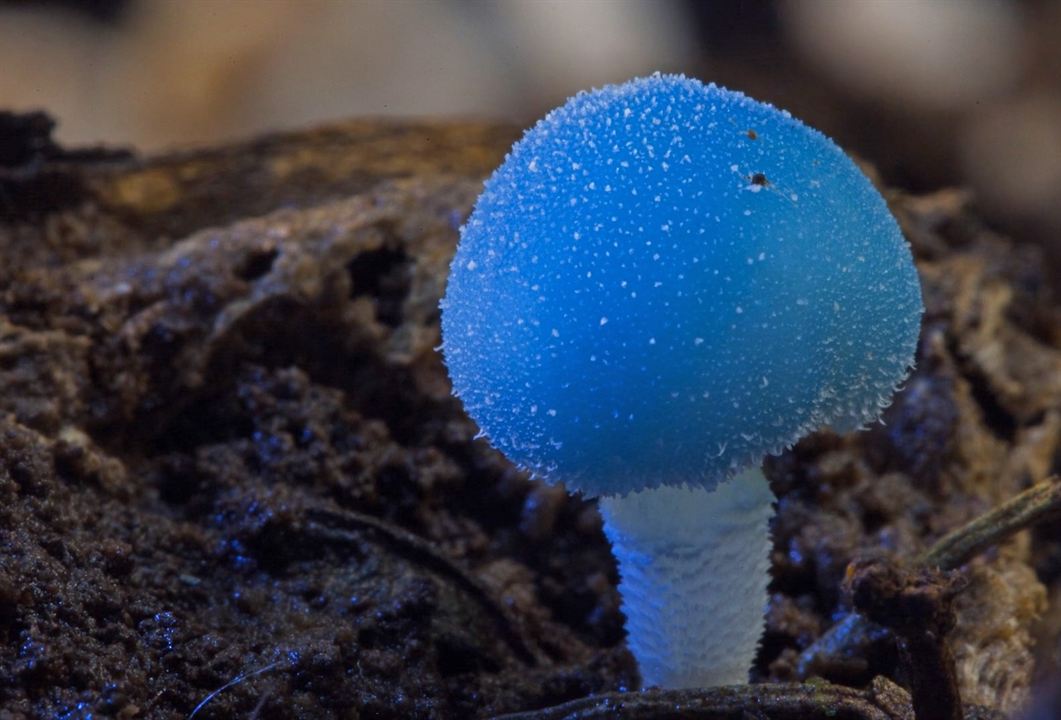 Fungos Fantásticos : Fotos