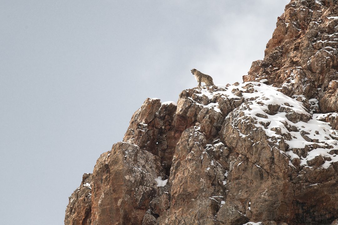 O Leopardo das Neves : Fotos