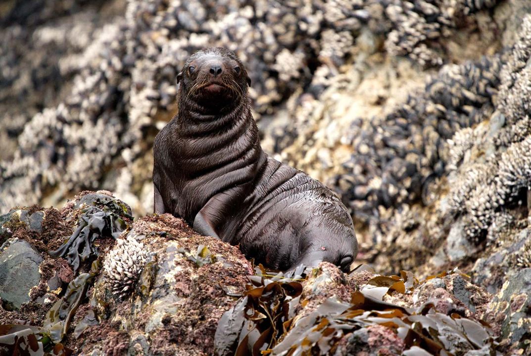 O Mundo dos Animais : Fotos