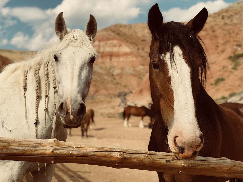 Meus Heróis Eram Cowboys : Fotos
