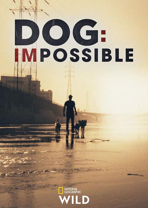 Reabilitação Canina : Poster