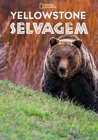 Yellowstone Selvagem : Poster
