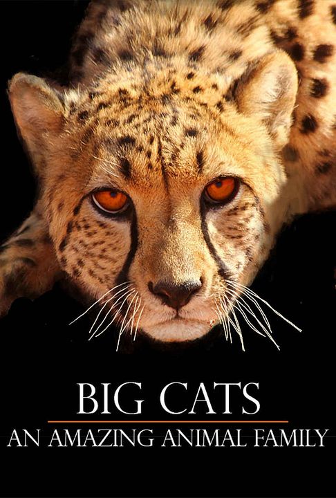 Dinastia Felina : Poster