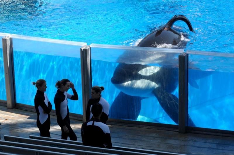 Blackfish - Fúria Animal : Fotos