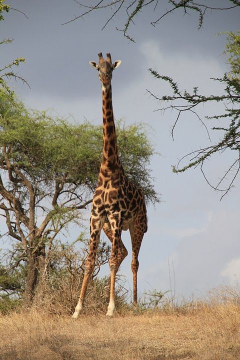 Safári na África : Fotos