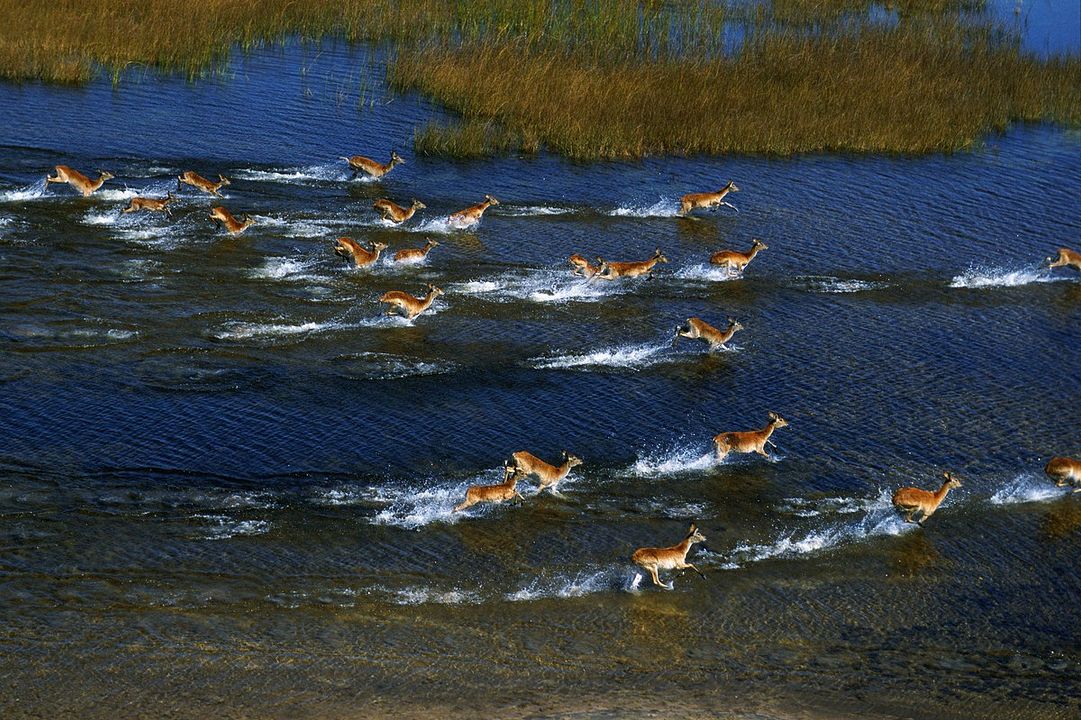 Safári na África : Fotos