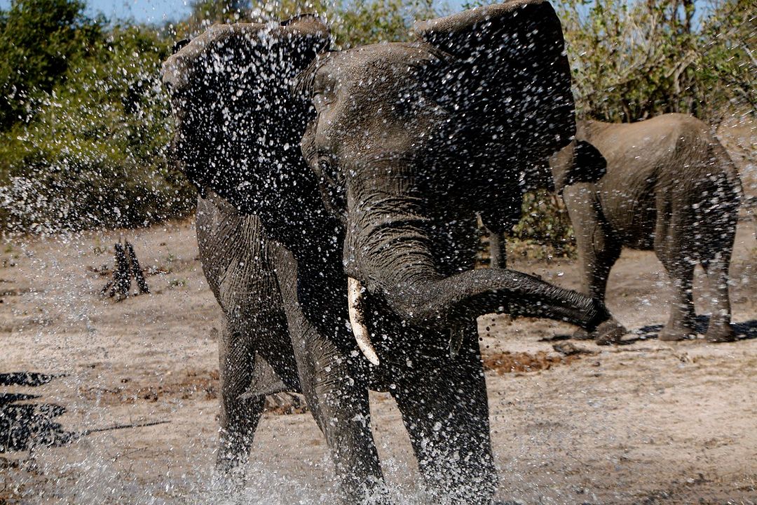 Safári na África : Fotos