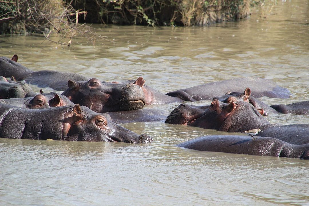 Safári na África : Fotos