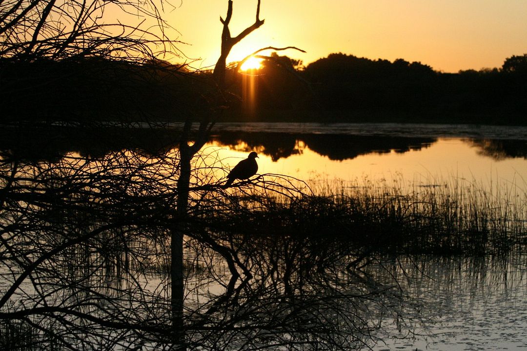 Safári na África : Fotos