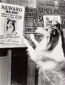A Magia de Lassie : Fotos