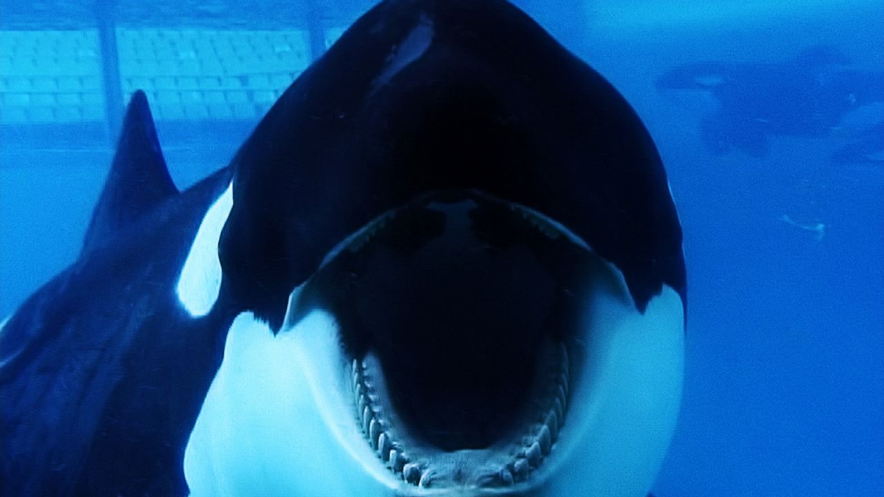 Blackfish - Fúria Animal : Fotos