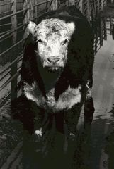 Carne : Fotos