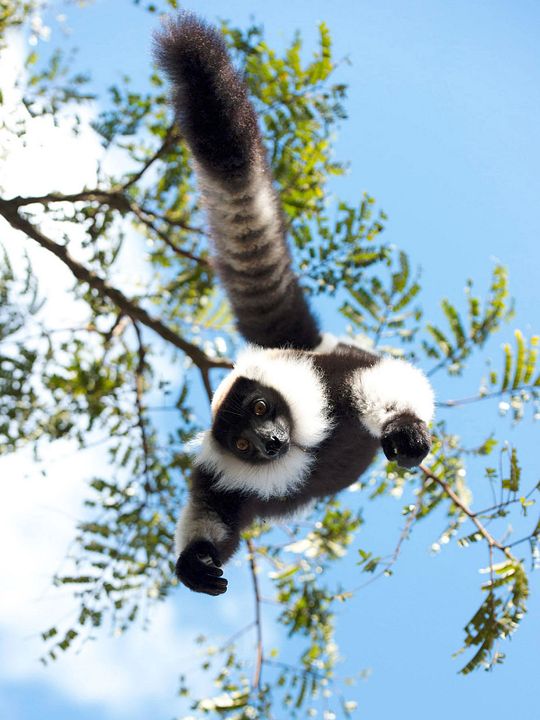 Ilha dos Lêmures - Madagascar : Fotos
