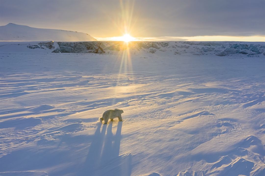 A Ursa Polar : Fotos
