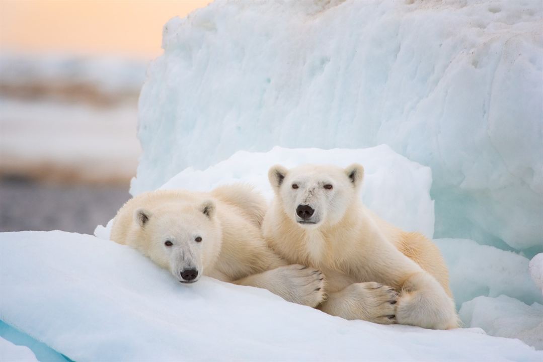 A Ursa Polar : Fotos
