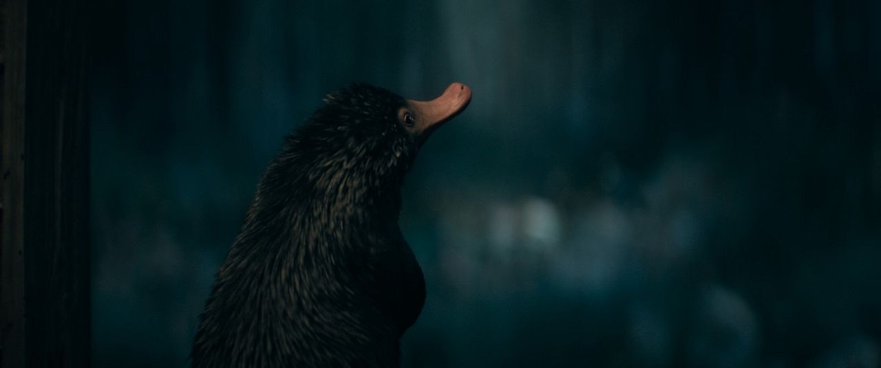 Animais Fantásticos: Os Segredos de Dumbledore : Fotos