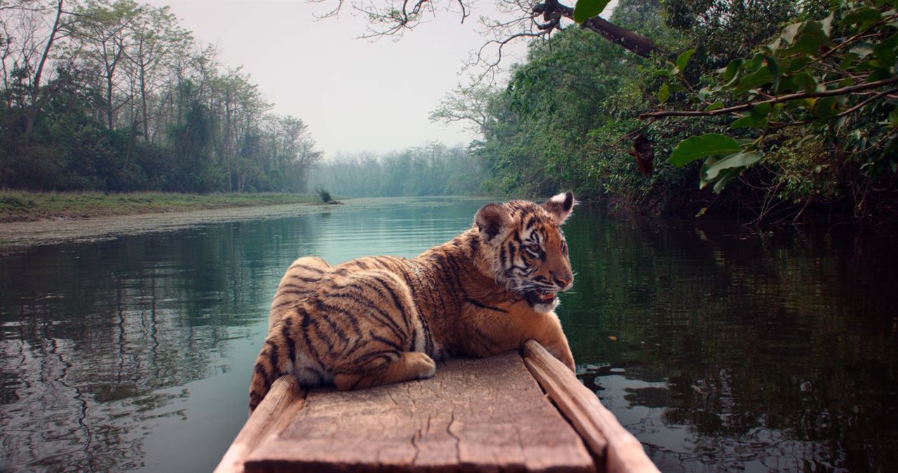 O Menino e o Tigre : Fotos