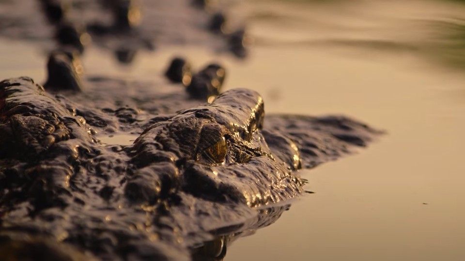 Terra de Crocodilos Terra de Crocodilos Fotos 10 no 12 AdoroCinema Terra de Crocodilos Terra de Crocodilos Fotos 10 no 12 AdoroCinema