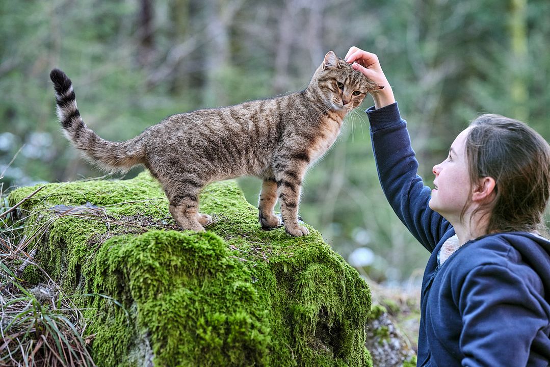 A Cat's Life : Fotos Capucine Sainson-Fabresse