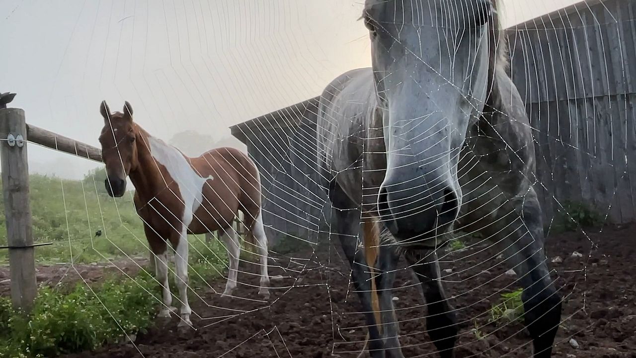 Horse Opera : Fotos