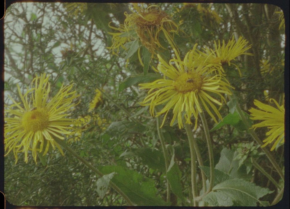 Being in a Place – A Portrait of Margaret Tait : Fotos