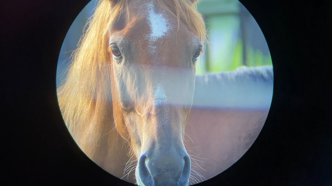 Horse Opera : Fotos