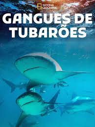 Gangues de Tubarões : Poster