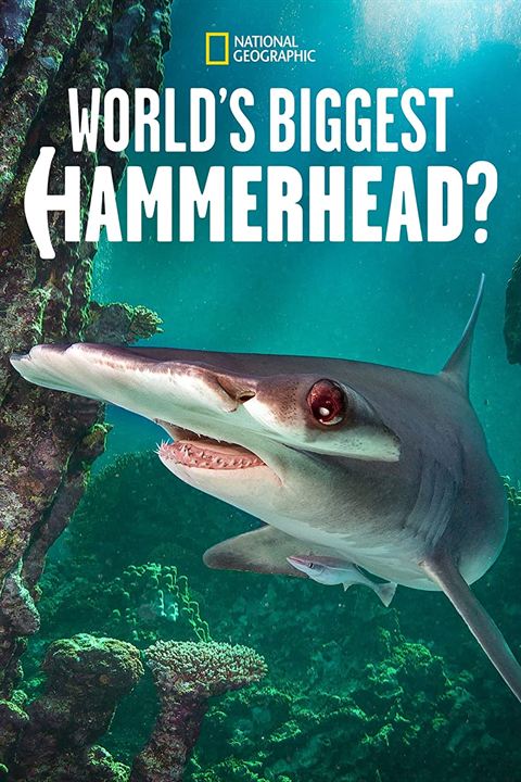 World's Biggest Hammerhead? : Poster