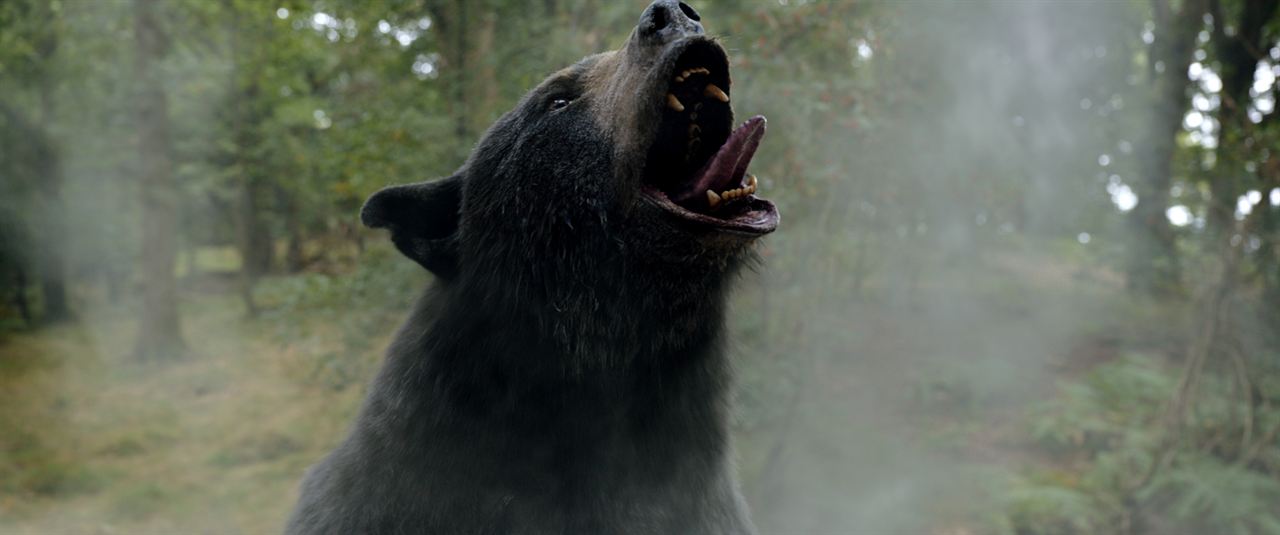 Urso do Pó Branco : Fotos