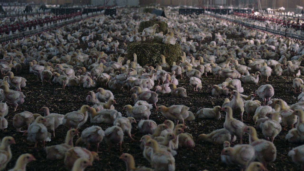 Contaminação: A Verdade Sobre o que Comemos : Fotos