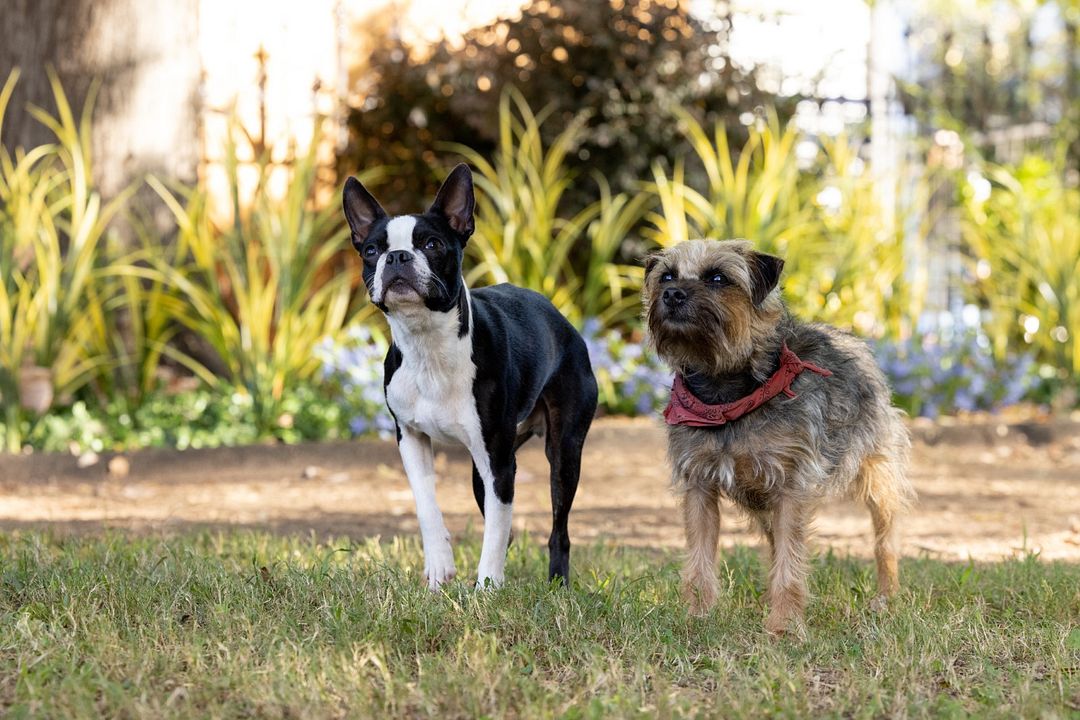 Ruim pra Cachorro : Fotos